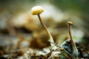Bokeh Mushroom