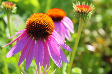 purple coneflower (Echinacea purpurea)
