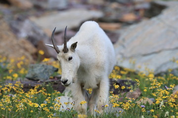 Mountain Goat Oreamnos Americanus Glacier National Park Montana USA © Frank Fichtmüller