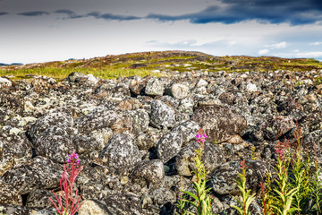 beautiful mountain landskape, stones, flowers, blue sky