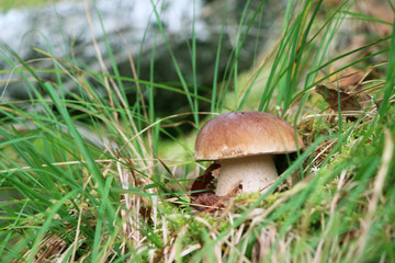 large cep mushroom grow in grass