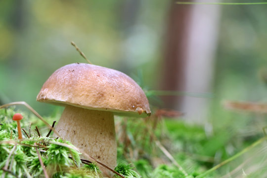 large cep mushroom close-up