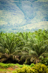 Fototapeta na wymiar palm Plantation
