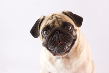 Fototapeta premium Sitting dog pug with big eyes isolated