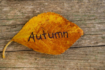Orange fallen leaf with inscription AUTUMN on the wooden background