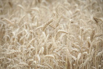 Wheat