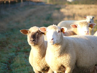 Obraz premium MOUTONS 2