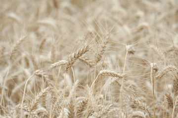 Wheat