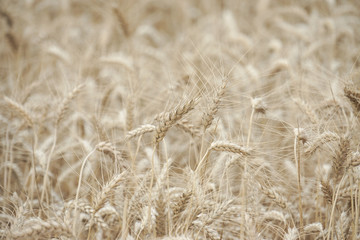 Wheat