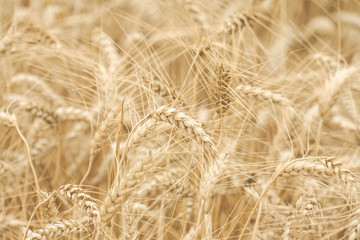 wheat closeup