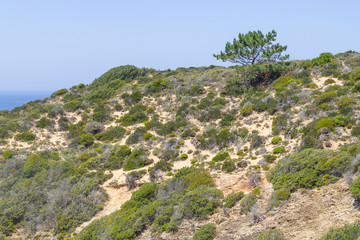 Fototapeta na wymiar Tree and vegetation over cliffs in Arrifana