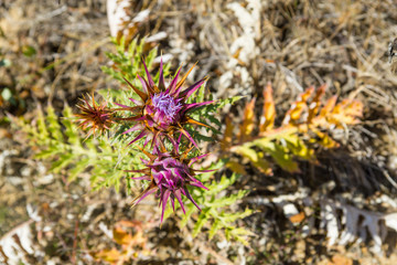 Purple flower in trail, Aljezur