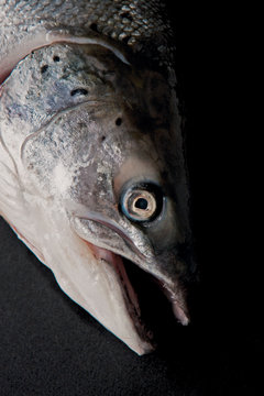 saumon