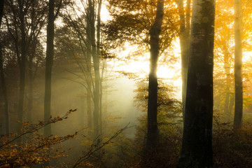 The morning sun illuminates the fog in a beech forest.