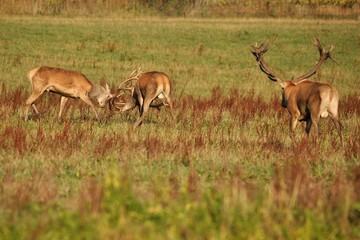 Naklejka na ściany i meble Big and beautiful red deer during the deer rut in the nature habitat of Czech Republic, european wildlife, wild europa, deer rut, Cervus elaphus.