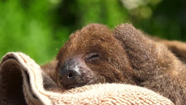 baby sloth scratching itself extreme close up 4k
