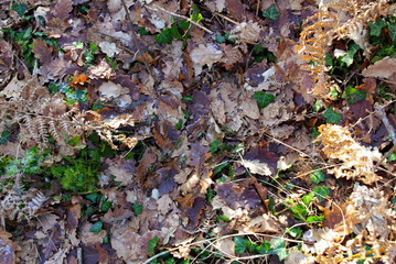 tapis de feuilles