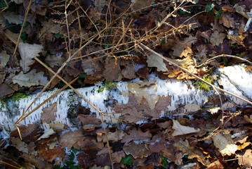 gel et bois 2