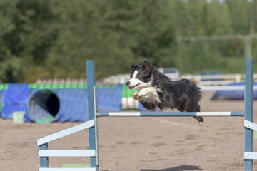 Border Collie jumps over an agility hurdle in agility competition