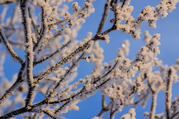 Branches covered with hoarfrost in front of the blue sky