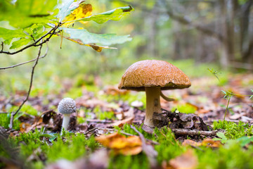 Fototapeta premium white edible mushroom boletus close-up on nature background