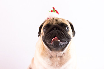 Dog pug with christmas hat on the white ground. Isolated