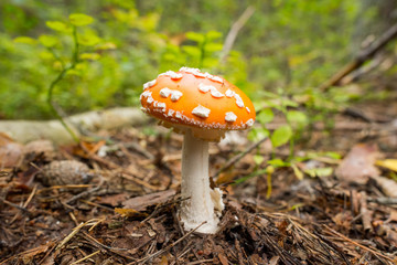 red amanita close-up on a nature background