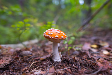 red amanita close-up on a nature background
