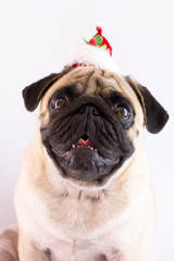 Obraz premium Dog pug with christmas hat on the white ground. Isolated