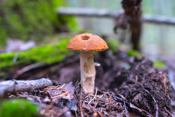 white edible mushroom boletus close-up on nature background