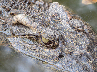 Crocodiles close up in Thailand