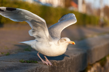 Seagull sitting on the pavement ready to start - Brouwershaven, Zeeland, Holland, Netherlands, Europe