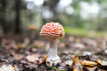 red amanita close-up on a nature background
