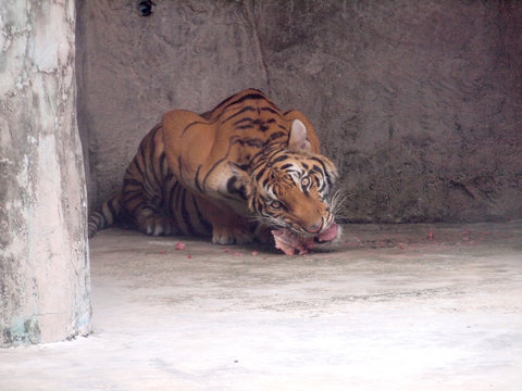 Royal Bengal tiger