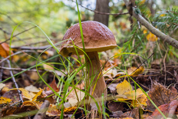 white edible mushroom boletus close-up on nature background