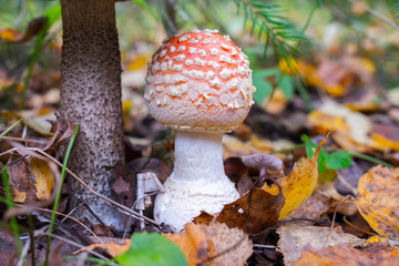 red amanita close-up on a nature background