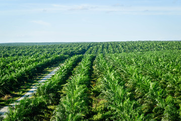 Fototapeta na wymiar palm plantation