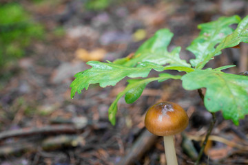 small mushroom under oak leaves