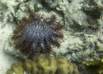 Thorn star view eating corals i