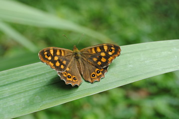 Papillon