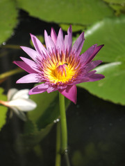 Beautiful lotus background