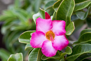 Image of a beautiful pink azalea flowers in the garden. (Adenium)