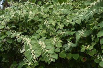 Fallopia japonica / Reynoutria japonica / Renou&eacute;e du Japon