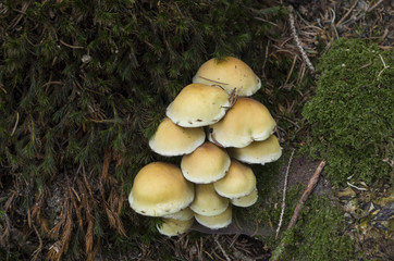 Mushrooms under the tree