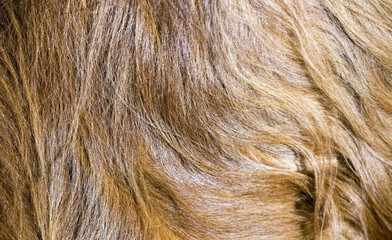 Brown long dog fur background