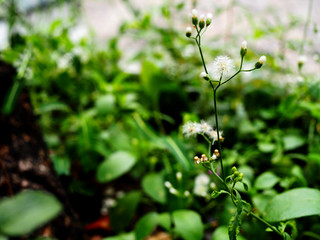 Small white fluffy ball shape grass flower stem shoot sprout, with blurred green leaf weed plant, dry fallen leaves, and dark black brown tree trunk base bark background