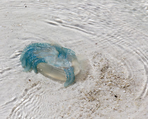 Jellyfish in the sand © mauriziobiso