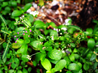 Purple violet small bud cup like grass flower bouquet on stem branch, with blurred green leaf plant tree bush, dry fallen leaves, soil, and tree trunk base brown bark background