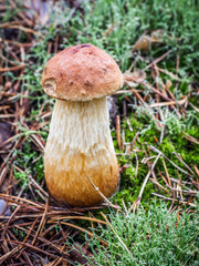Bay boletus mushroom