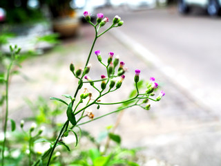 Purple violet small bud cup like grass flower bouquet on stem branch, with blurred green leaves and concrete floor road background